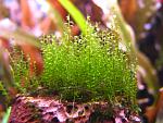 Amblystegium serpens (Nano Moss) (4)