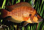 Altolamprologus compressiceps 'Kigoma'