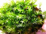 Fissidens Nobilis (3)