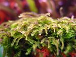 miniRosa moss (5)