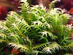 Fissidens Nobilis (6)