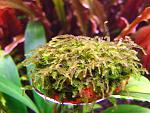 miniRosa moss (3)