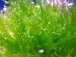Pearl Moss (1)
