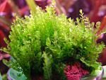 Homalia sp. Rosa moss  (3)