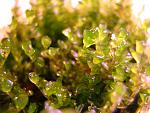 Homalia sp. Rosa moss  (1)