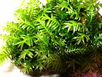 Fissidens Nobilis (2)