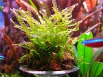 Pearl Moss (5)