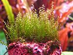 Amblystegium serpens (Nano Moss) (3)