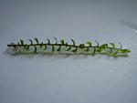 Amblystegium serpens (Nano Moss) (6)