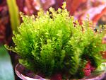 Homalia sp. Rosa moss  (4)