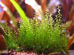 Amblystegium serpens (Nano Moss) (1)