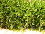 Triangle Moss (2)
