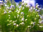 Pearl Moss (3)
