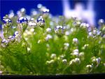 Pearl Moss (2)