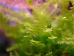 Pearl Moss