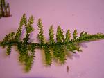Triangle Moss (6)