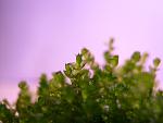 Homalia sp. Rosa moss  (2)