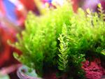 Homalia sp. Rosa moss  (5)