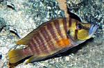 Altolamprologus compressiceps 'red fin'001