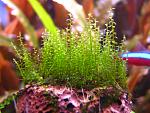 Amblystegium serpens (Nano Moss) (2)