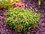 miniRosa moss (4)