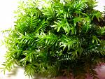 Fissidens Nobilis (5)