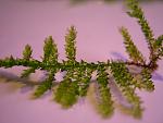 Triangle Moss (4)