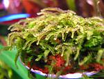 miniRosa moss (6)