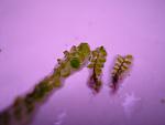 Jungermannia pseudocyclop+miniRosa moss