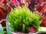 Homalia sp. Rosa moss  (6)
