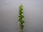 Amblystegium serpens (Nano Moss) (5)
