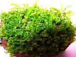 Moss 610 (6)