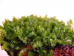 Moss 610 (1)