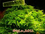 Triangle moss