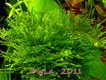 Anchor Moss