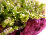 Moss 610 (4)