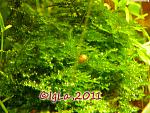 Cristmas moss