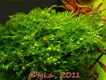 Bubble moss
