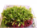 Moss 610 (3)