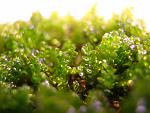 Moss 610 (5)