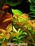 Ludvigia Rubin small