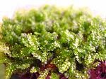 Moss 610 (2)