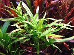 Microsorum sp. Trident (4)