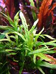 Microsorum sp. Trident (5)