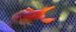 endler red2