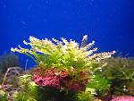 Pearl Moss   Blepharostoma trichophyllum (1)
