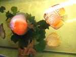 IMG 4948