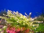 Pearl Moss   Blepharostoma trichophyllum (2)