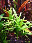 Microsorum sp. Trident (6)