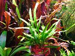 Microsorum sp. Trident (2)